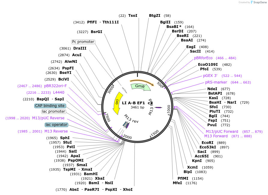 54435-plasmid-map-sequence-id-84653