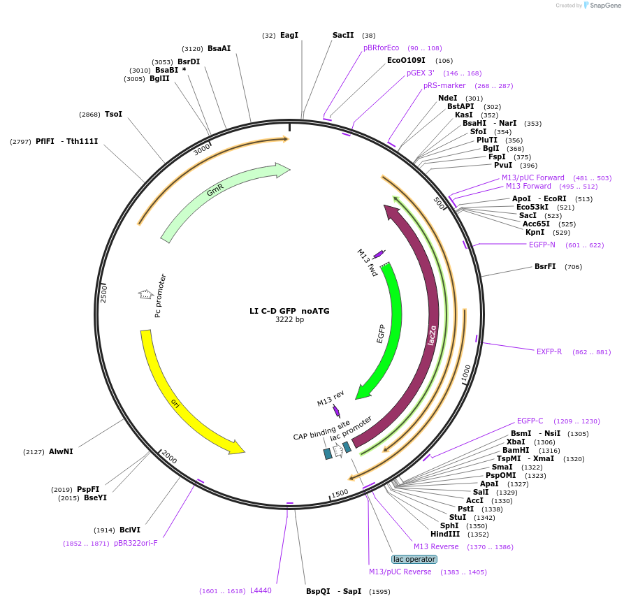 54436-plasmid-map-sequence-id-84654