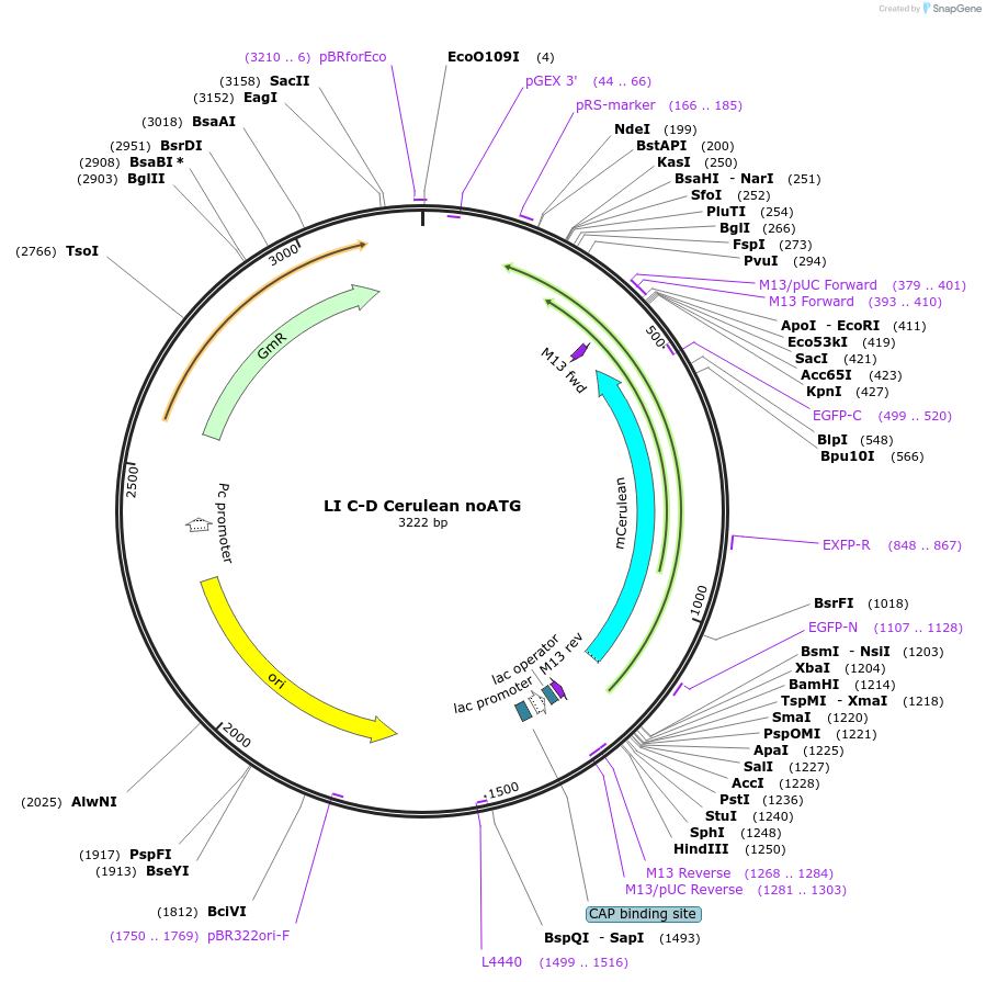 54439-plasmid-map-sequence-id-84657