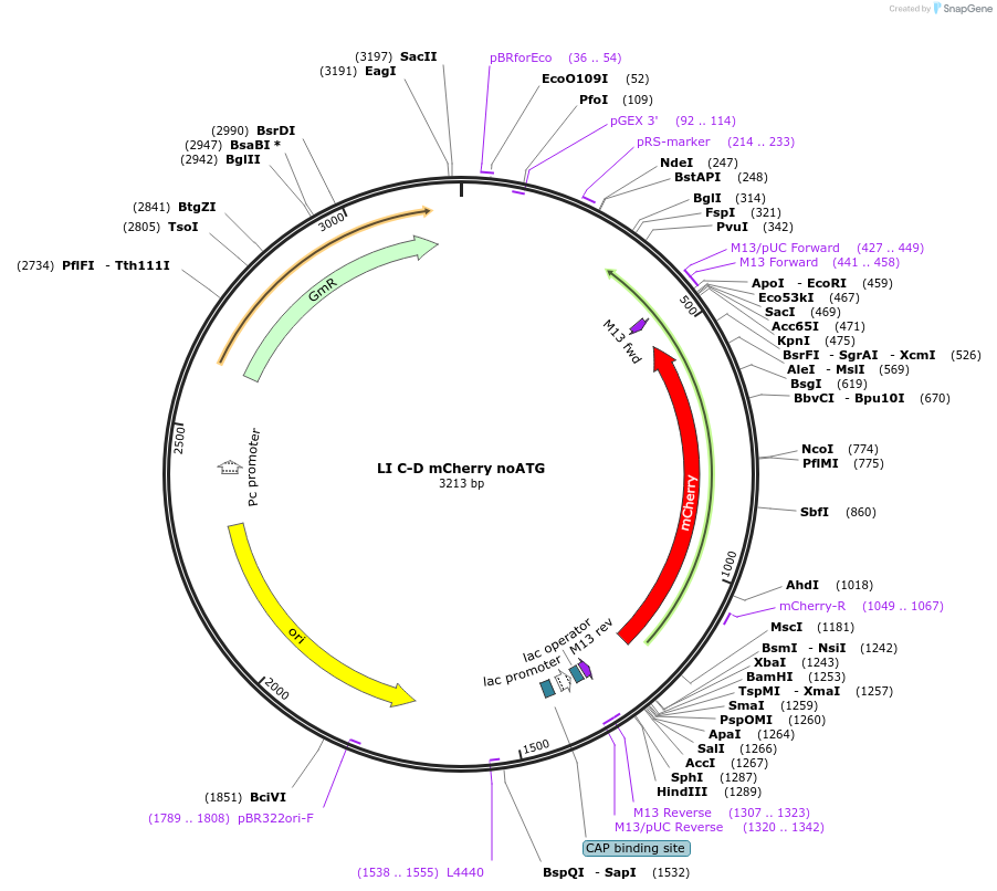54440-plasmid-map-sequence-id-84658