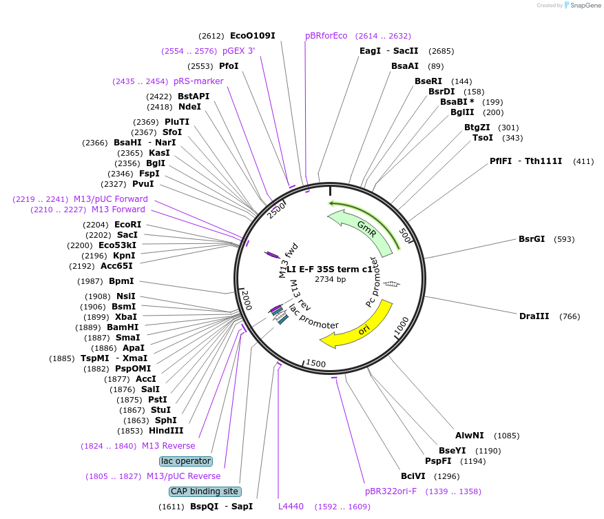 54442-plasmid-map-sequence-id-84660