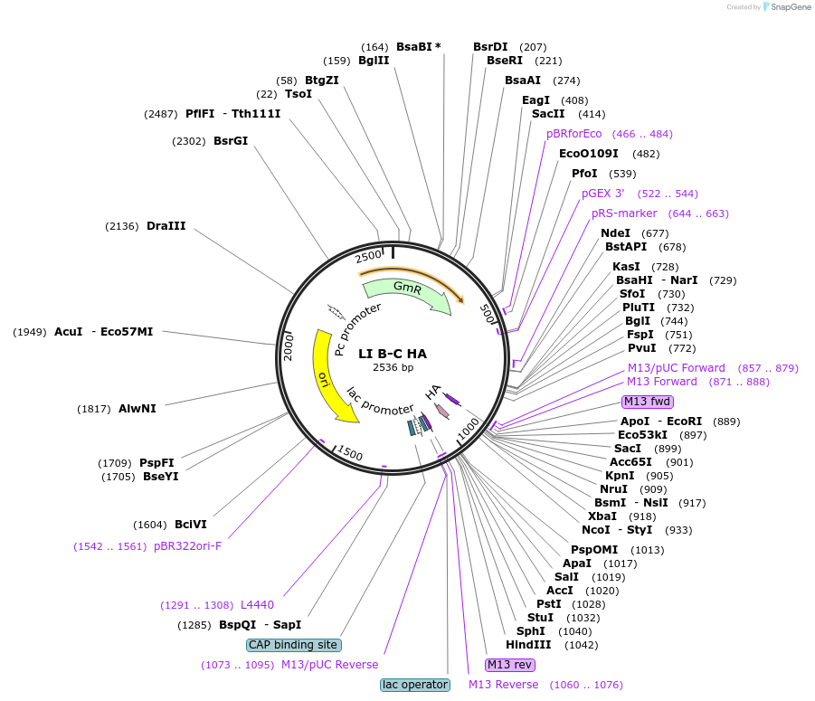 54448-plasmid-map-sequence-id-84666