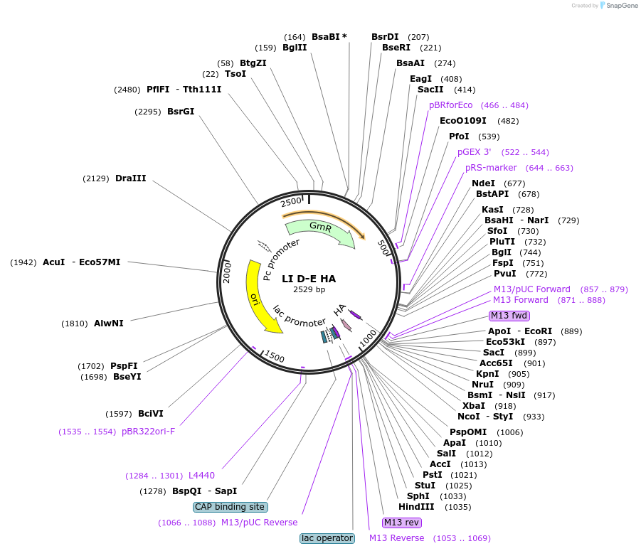54449-plasmid-map-sequence-id-84667