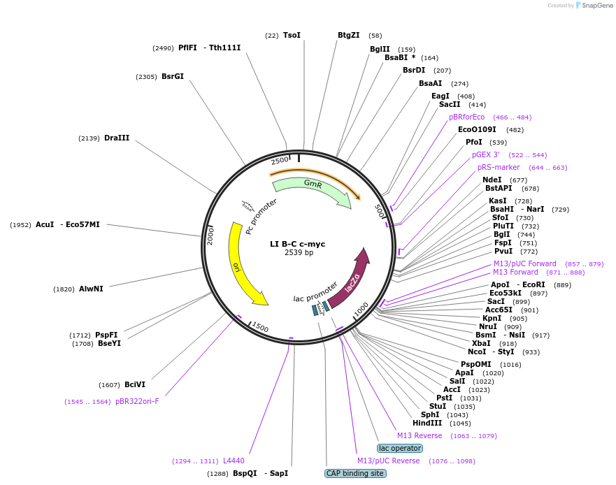 54450-plasmid-map-sequence-id-84668