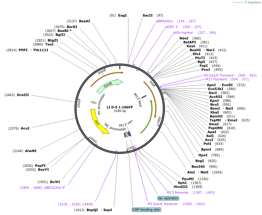54452-plasmid-map-sequence-id-84670