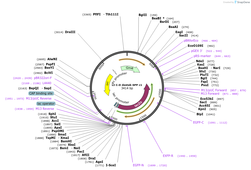 54454-plasmid-map-sequence-id-84671