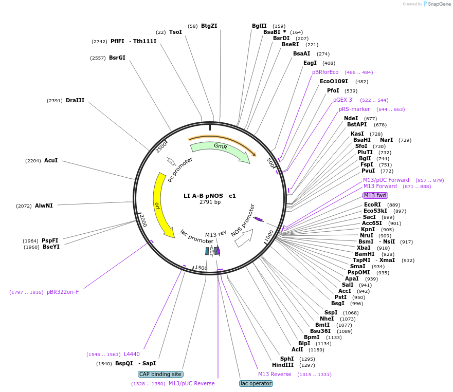 54456-plasmid-map-sequence-id-84673