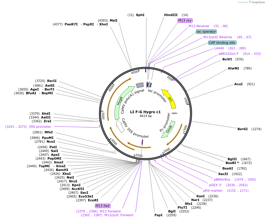 54463-plasmid-map-sequence-id-84676