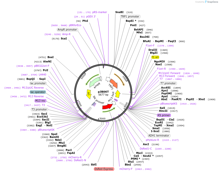 16008-plasmid-map-sequence-id-8469