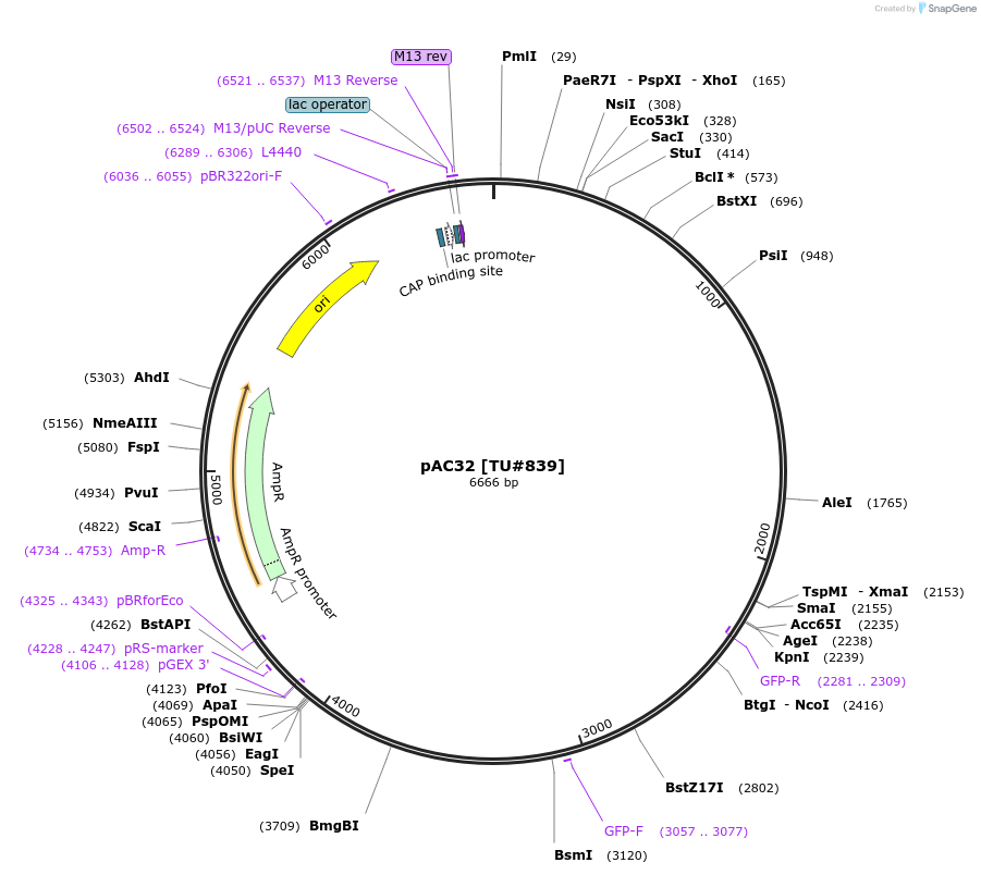 16079-plasmid-map-sequence-id-8472