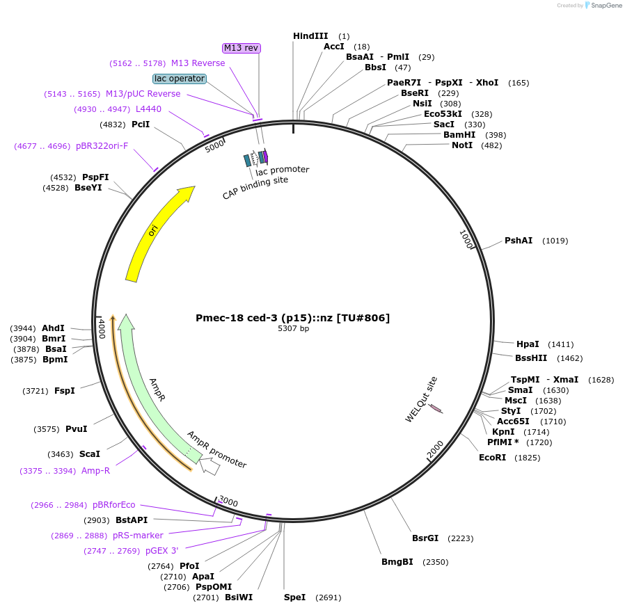 16080-plasmid-map-sequence-id-8473