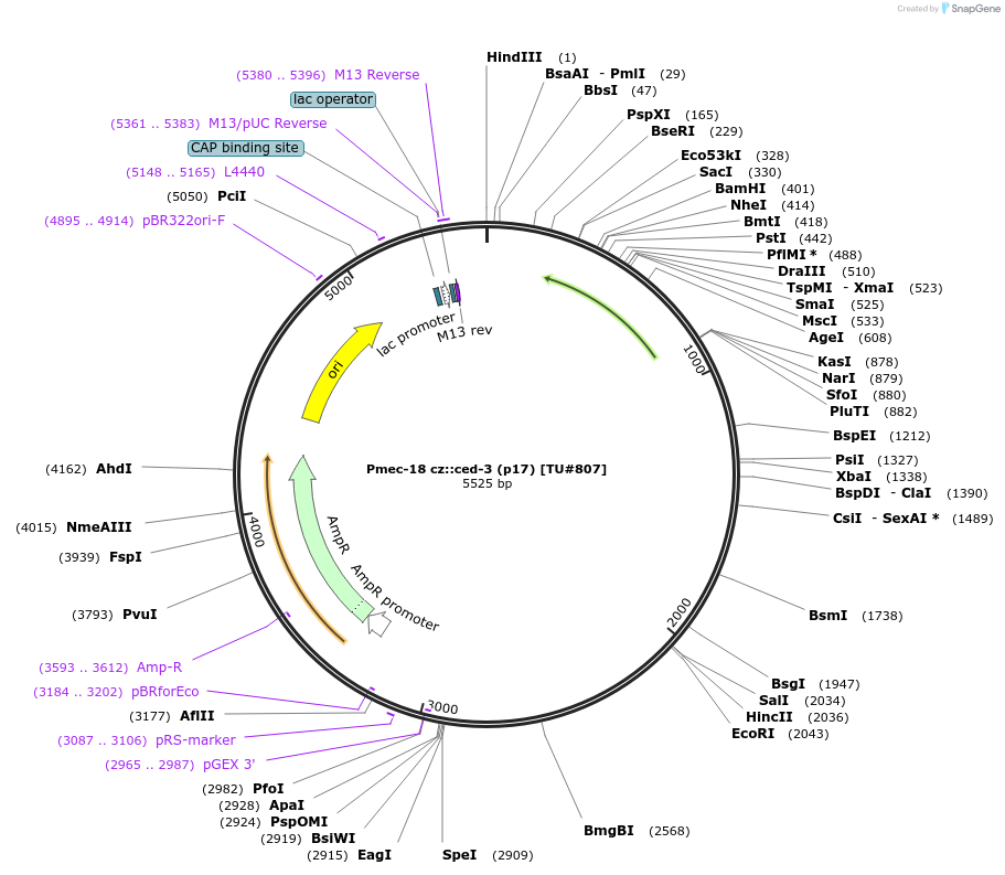 16081-plasmid-map-sequence-id-8474