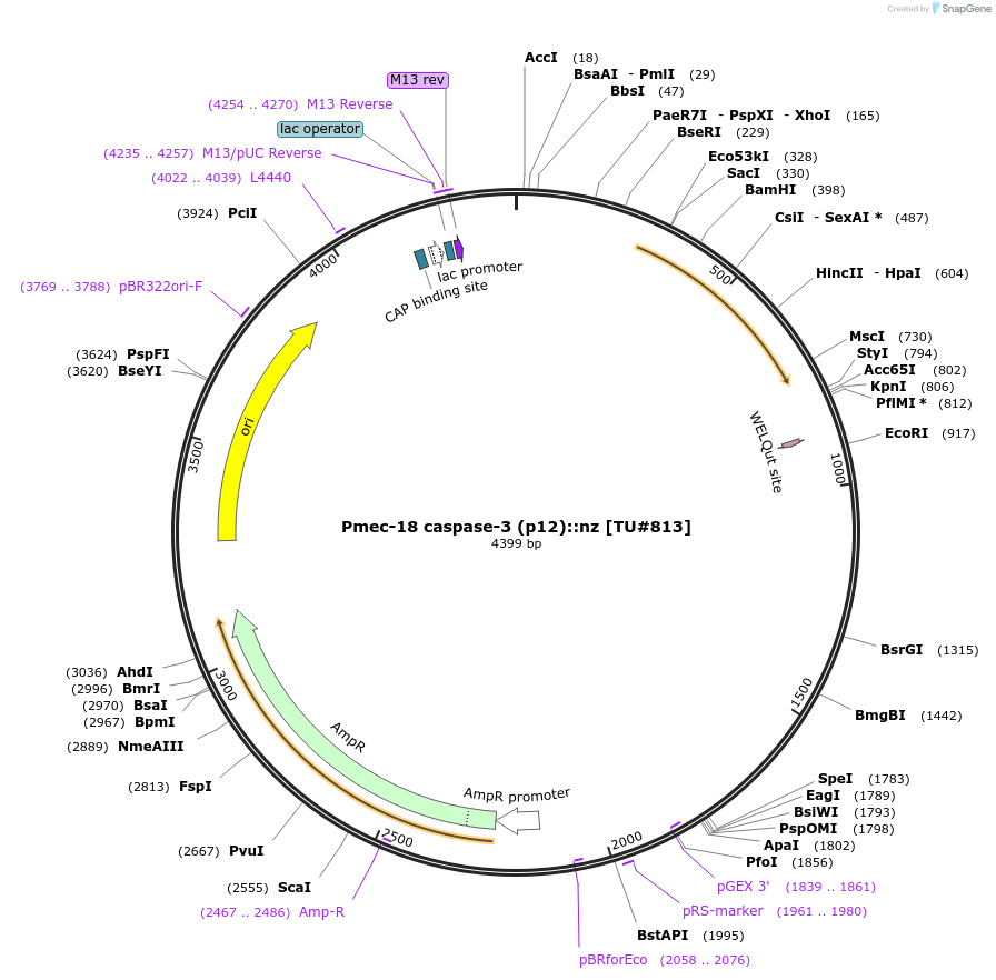 16082-plasmid-map-sequence-id-8475