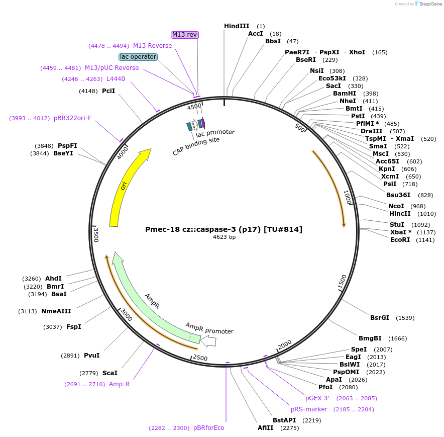 16083-plasmid-map-sequence-id-8476
