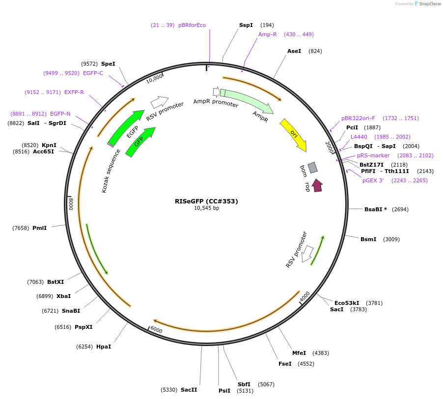 16131-plasmid-map-sequence-id-8479
