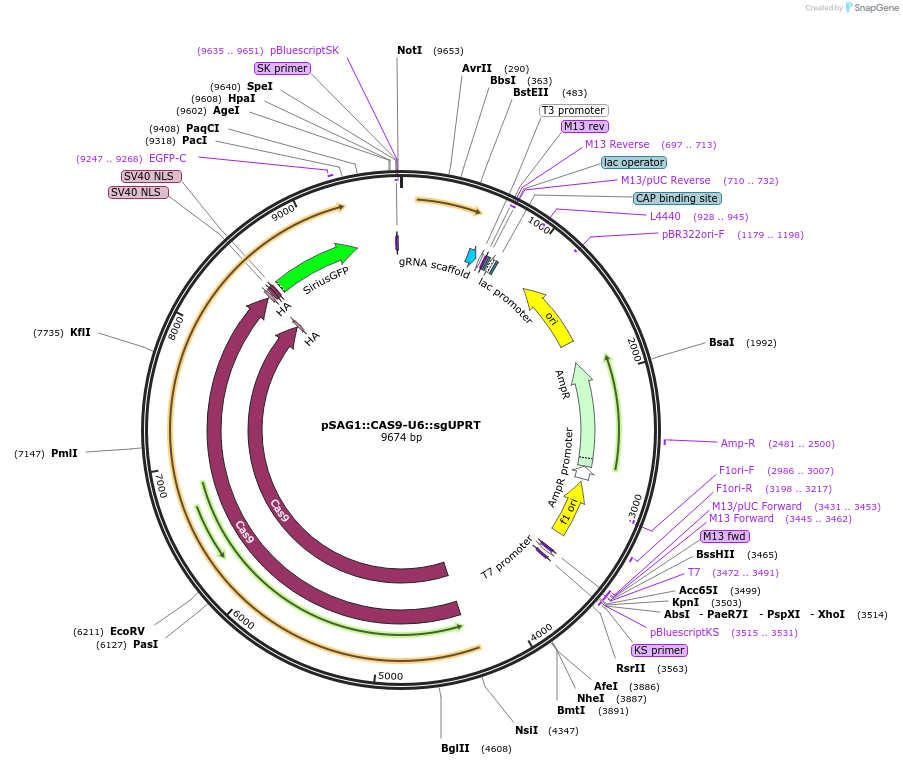 54467-plasmid-map-sequence-id-84808
