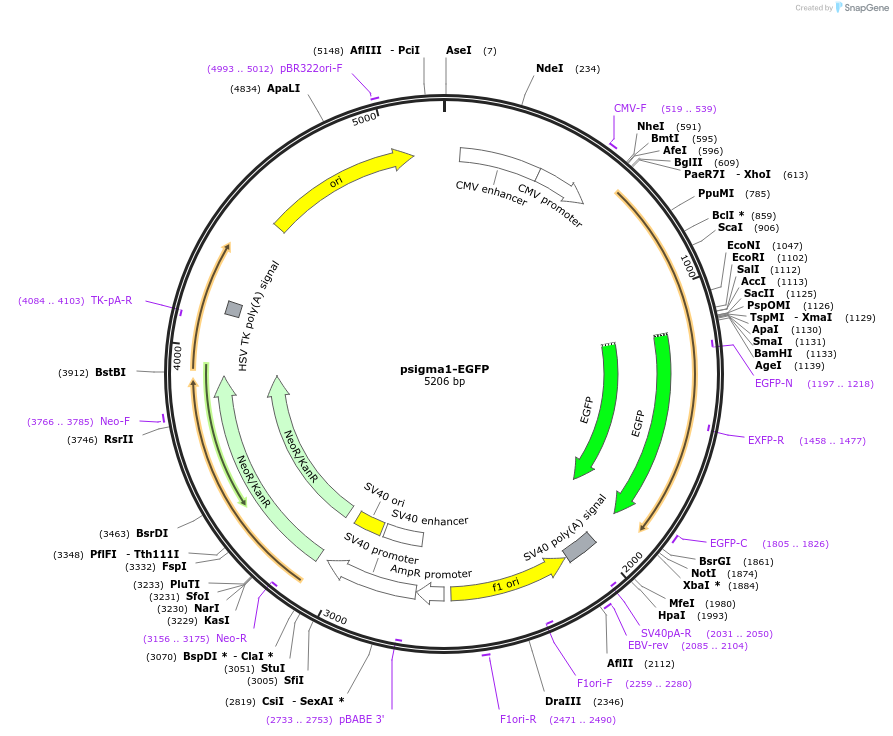 53611-plasmid-map-sequence-id-84809