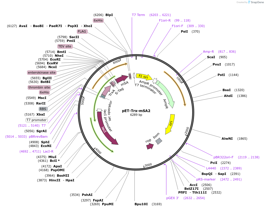 52320-plasmid-map-sequence-id-84861