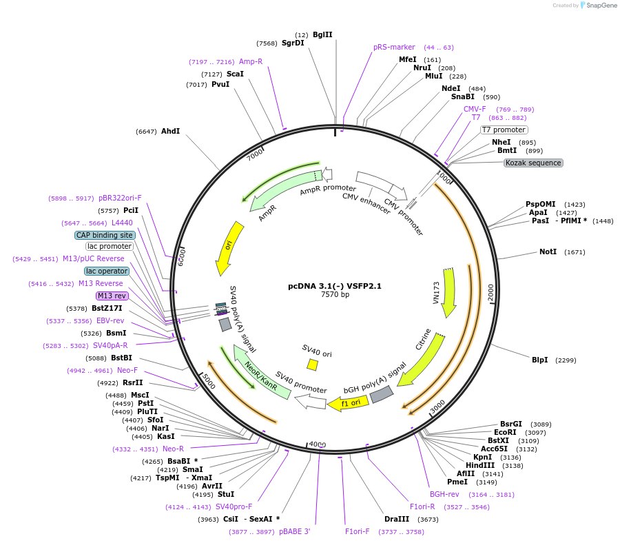 16255-plasmid-map-sequence-id-8491