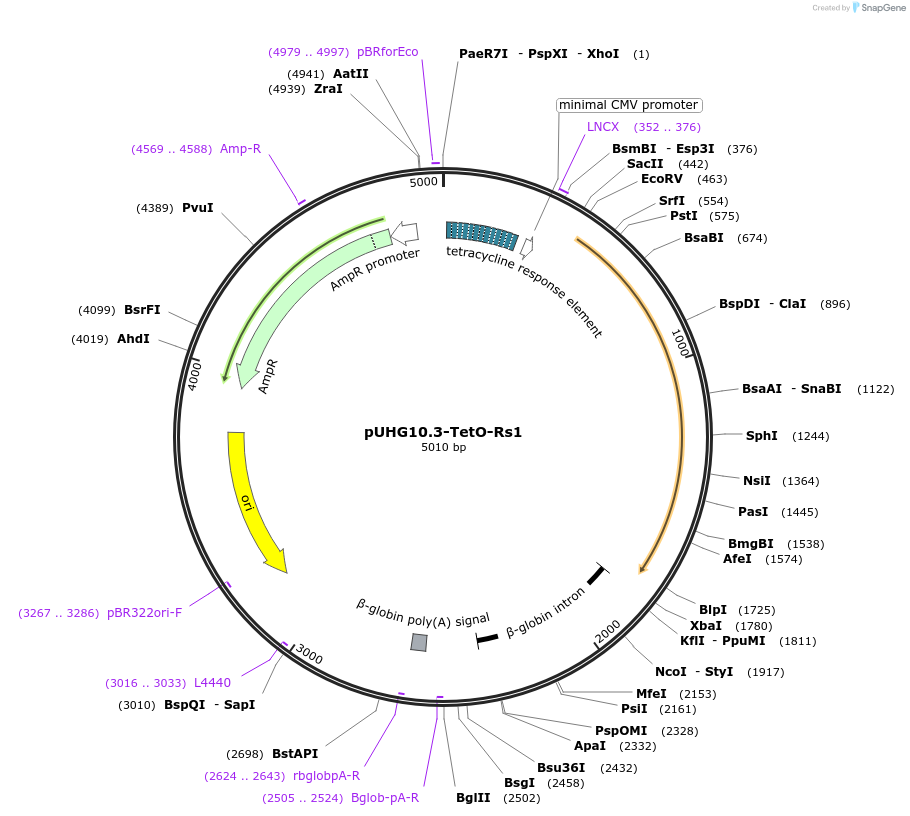 16313-plasmid-map-sequence-id-8494