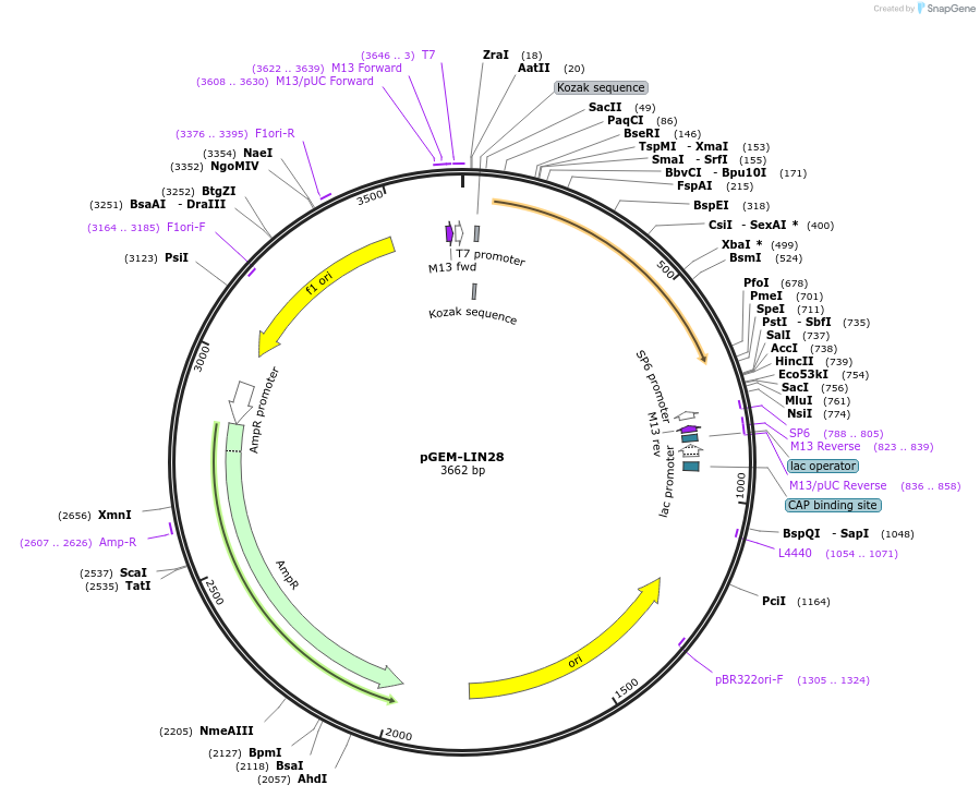 16350-plasmid-map-sequence-id-8497