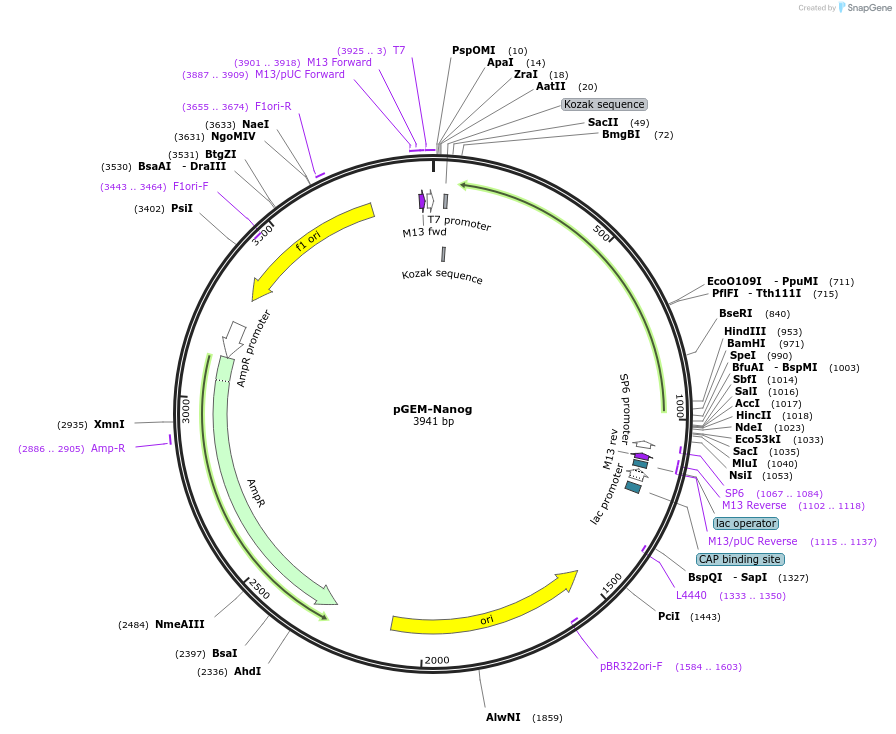 16351-plasmid-map-sequence-id-8498