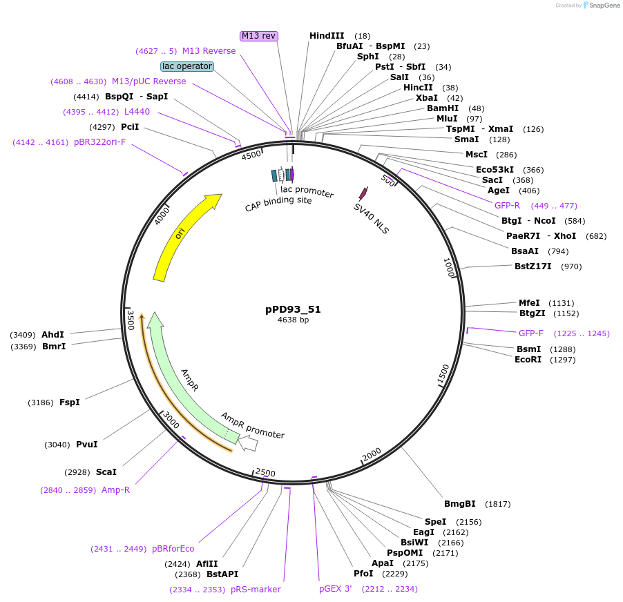 1474-plasmid-map-sequence-id-85