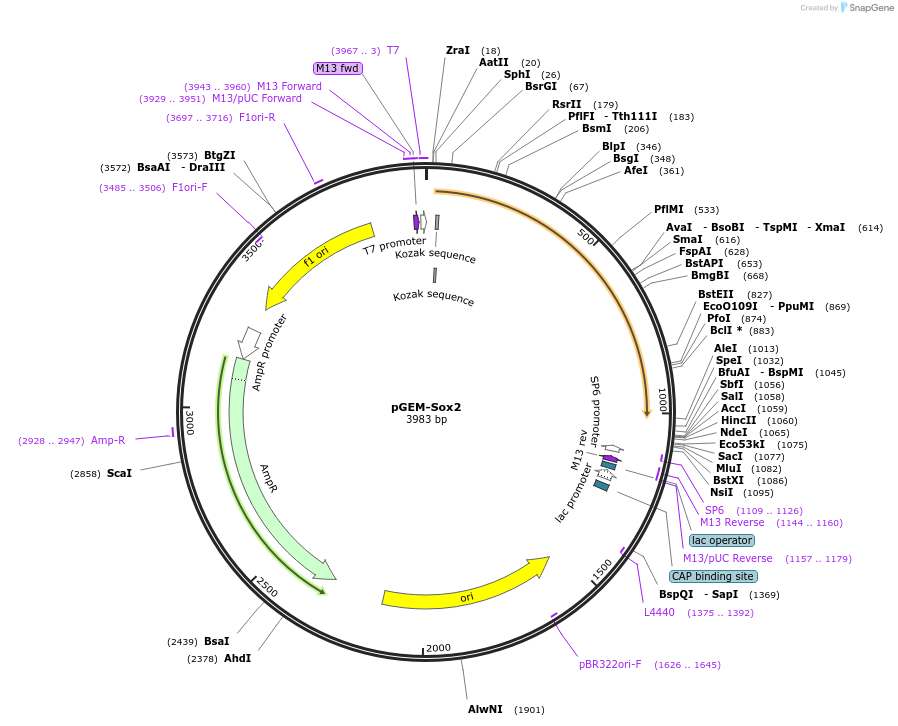 16353-plasmid-map-sequence-id-8500