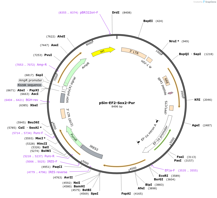 16577-plasmid-map-sequence-id-8515