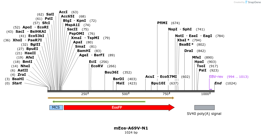 85151_map