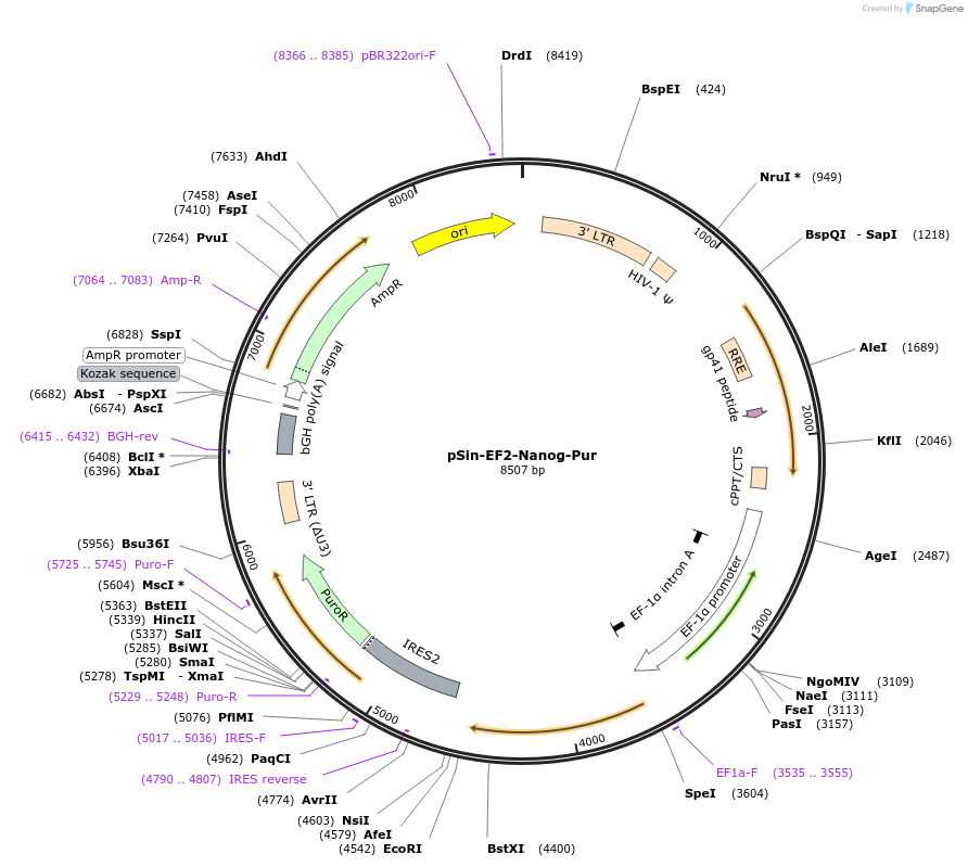 16578-plasmid-map-sequence-id-8516