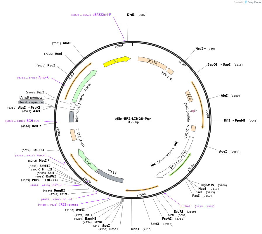 16580-plasmid-map-sequence-id-8518