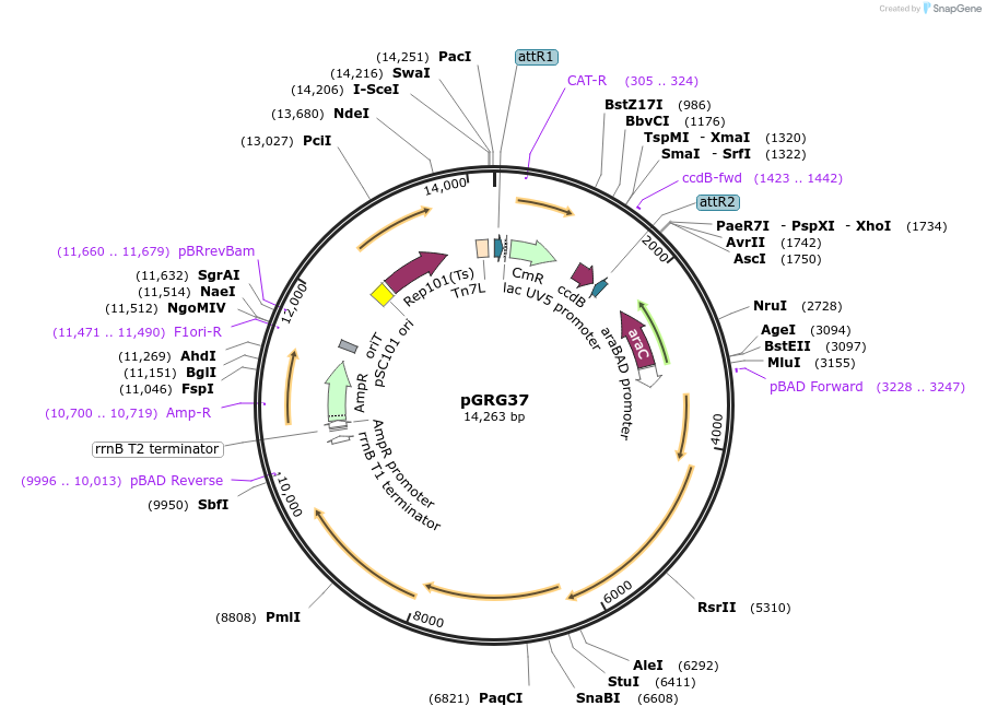 16667-plasmid-map-sequence-id-8521