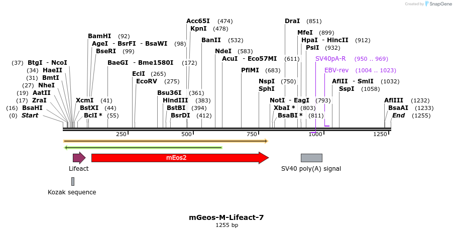 85212_map