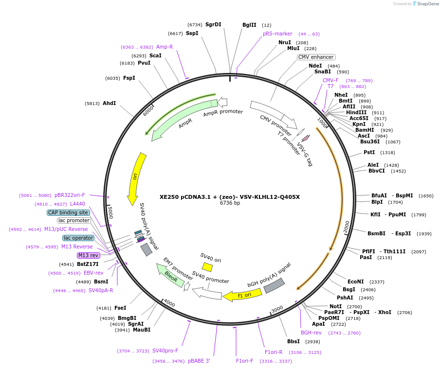 16759-plasmid-map-sequence-id-8523