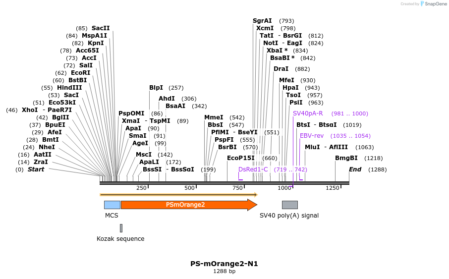 85230_map