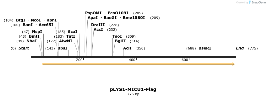 85242_map