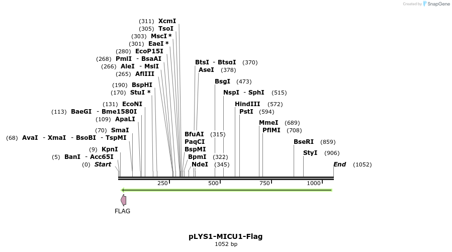 85243_map