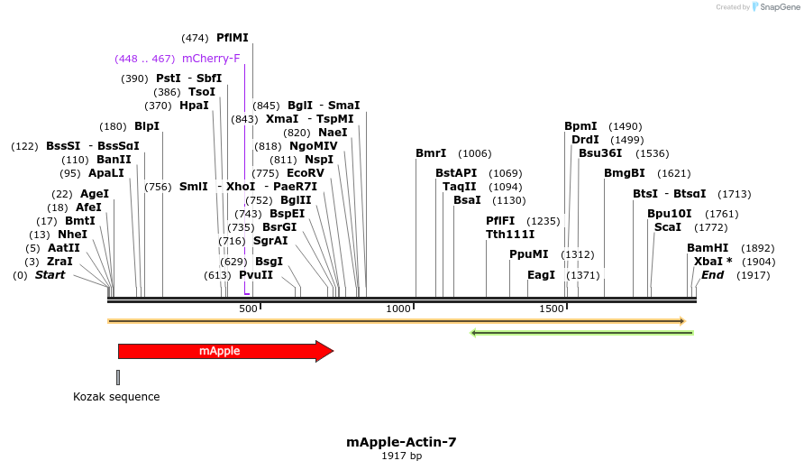 85254_map