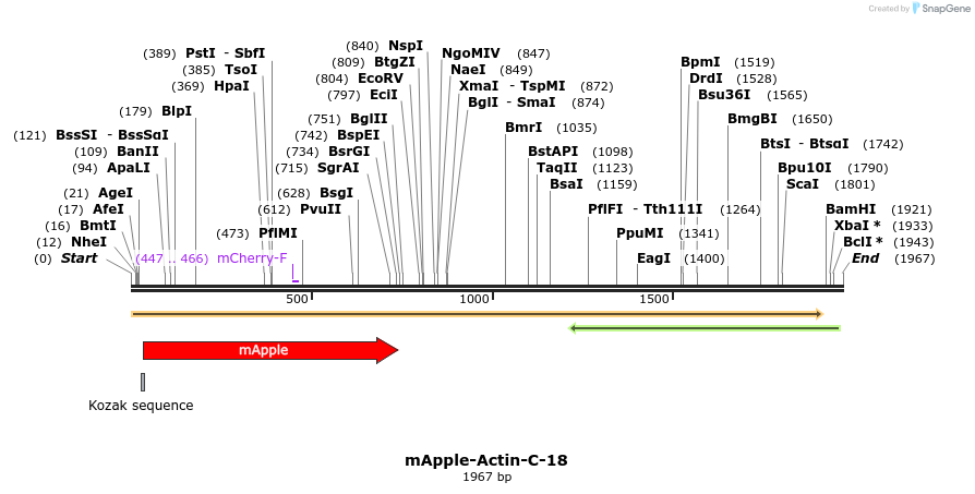 85255_map