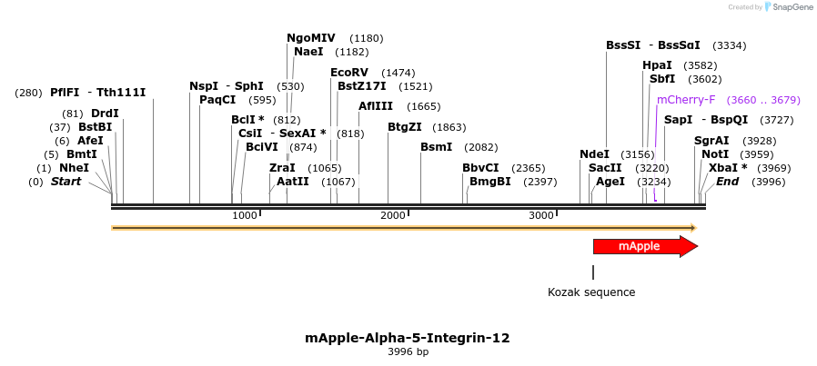 85256_map