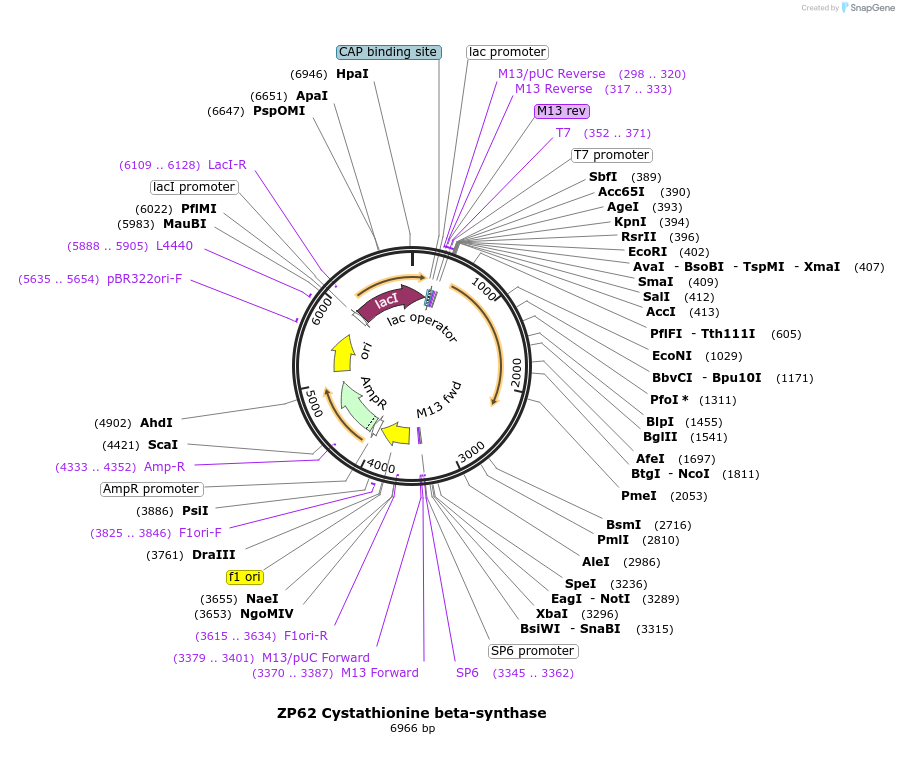 16880-plasmid-map-sequence-id-8527