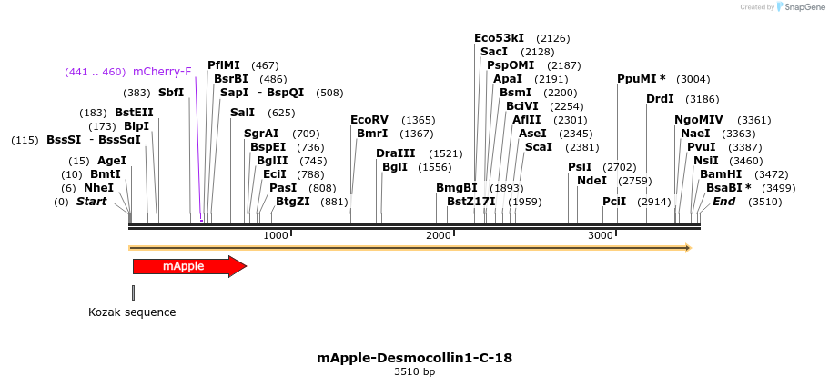85275_map