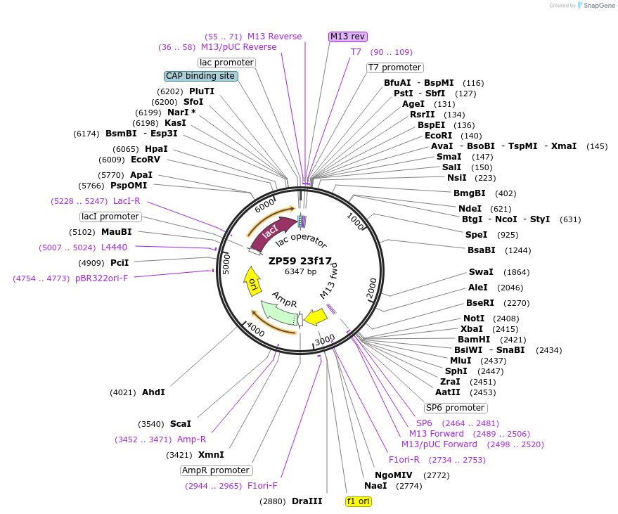 16883-plasmid-map-sequence-id-8529