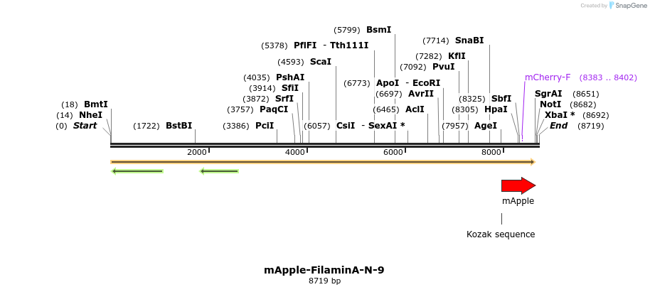 85291_map