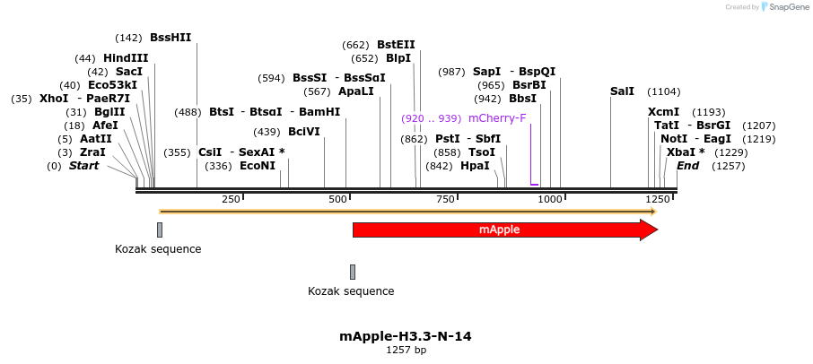85300_map