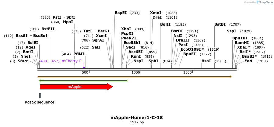 85302_map