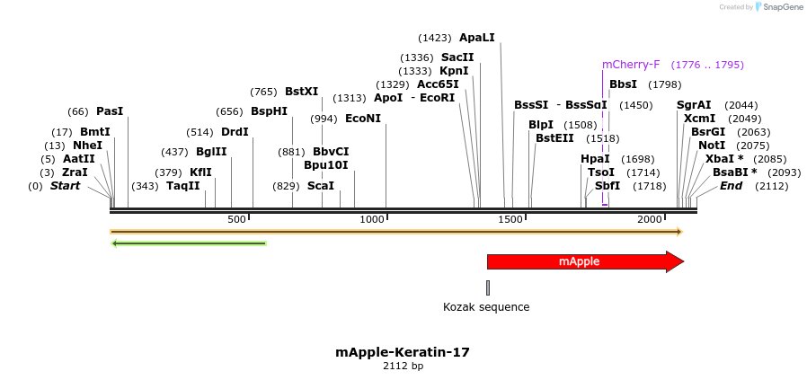 85305_map