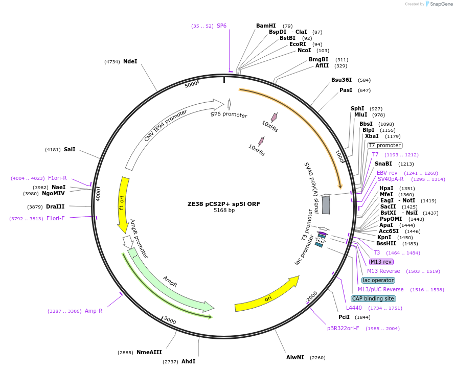 17079-plasmid-map-sequence-id-8531