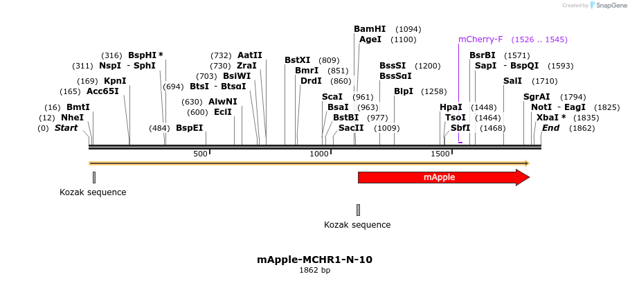 85316_map